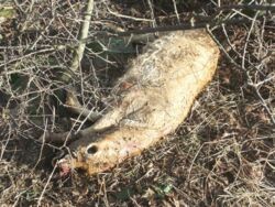 Totes Kalb in Driedorf gefunden